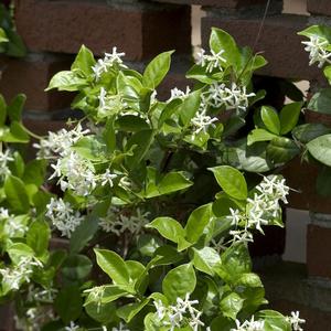 Trachelospermum jasminoides 'Madison'