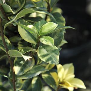 Trachelospermum jasminoides 'Variegatum'