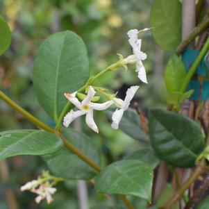 Trachelospermum jasminoides 