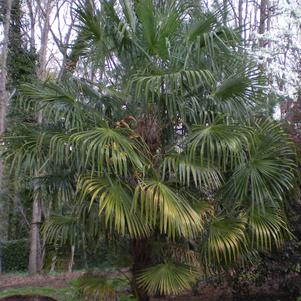 Trachycarpus fortunei 