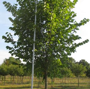 Ulmus americana Princeton