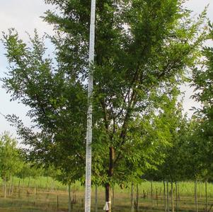 Ulmus parvifolia Bosque