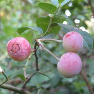 Vaccinium ashei 'Premier'