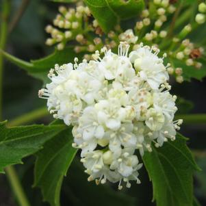 Viburnum dentatum Christom