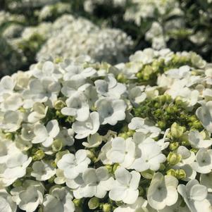 Viburnum macrocephalum 'Sterile'