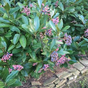 Viburnum nudum 'Winterthur'