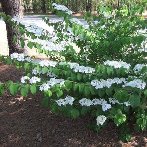 Viburnum plicatum tomentosum Shasta