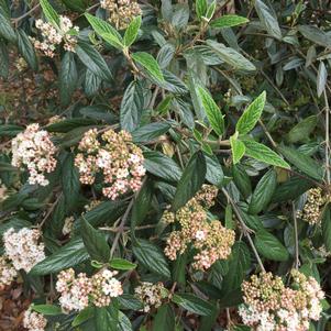 Viburnum x pragense 