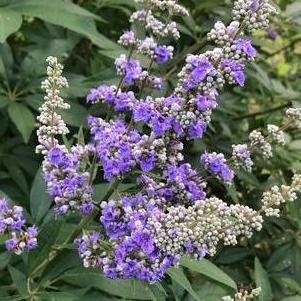Vitex agnus-castus 