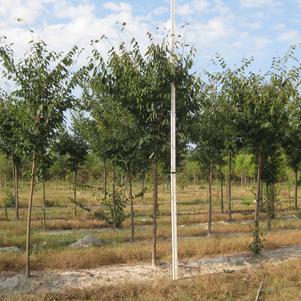 Zelkova serrata Village Green