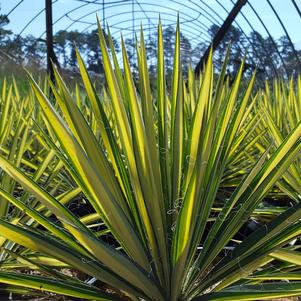 Yucca filamentosa 'Color Guard'