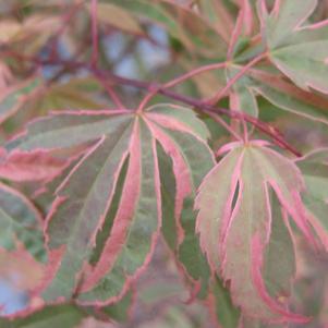 Acer palmatum 'Shirazz'