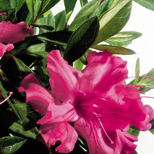 Azalea Encore® Autumn Sundance®