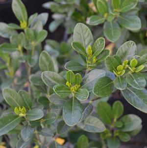 Gardenia jasminoides 'Crown Jewel'
