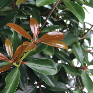 Ternstroemia gymnanthera LeAnn™