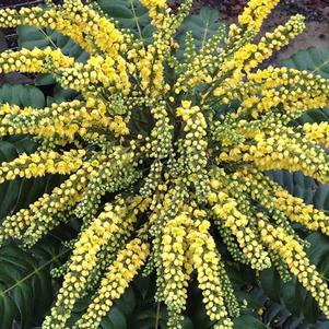 Mahonia Marvel