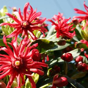 Illicium floridanum 'Miss Scarlet®'
