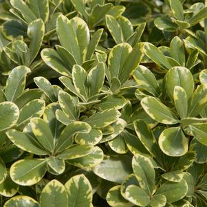 Pittosporum tobira 'Mojo®'