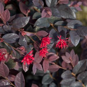 Loropetalum chinense Red Diamond™