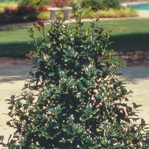 Ilex x 'Robin™'