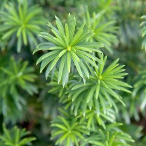 Cephalotaxus harringtonia Yewtopia®