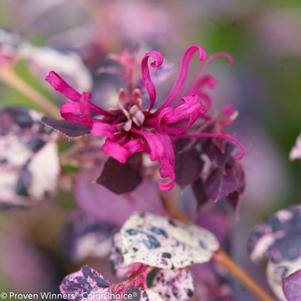 Loropetalum chinense 'Jazz Hands Variegated®'