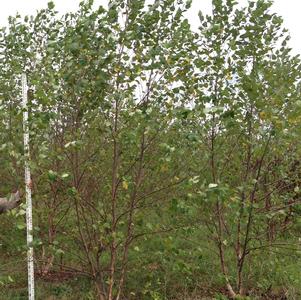 Betula nigra Heritage