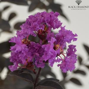 Lagerstroemia Black Diamond™ Black Diamond Purely Purple