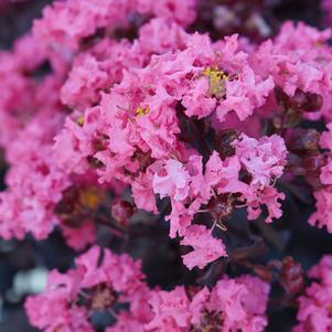 Lagerstroemia Black Diamond™ Black Diamond Shell Pink