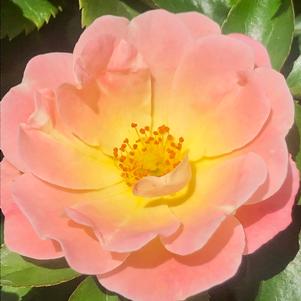 Rosa Peach Drift®