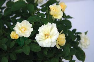 Rosa Popcorn Drift®