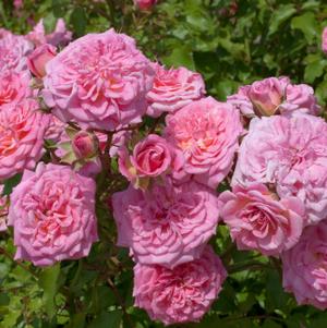 Rosa Sweet Drift®