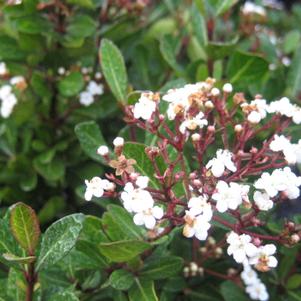 Viburnum obovatum Mrs. Schiller's Delight