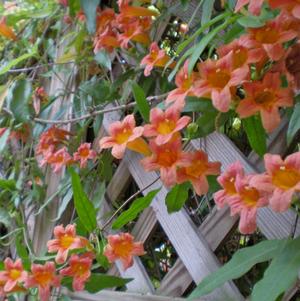 Bignonia capreolata Tangerine Beauty