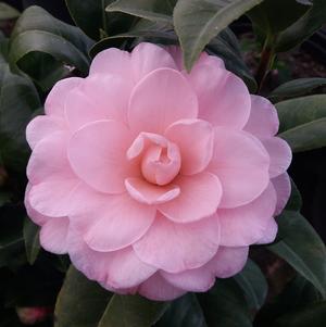 Camellia japonica 'Nuccio's Cameo'
