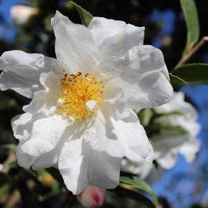 Camellia x 'Winter's Snowman'