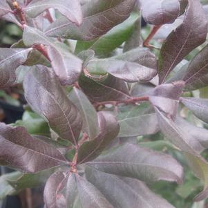 Myrica pensylvanica 