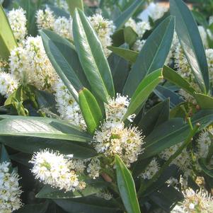 Prunus laurocerasus Otto Luyken