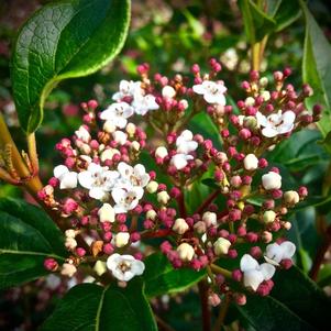 Viburnum x 'Moonlit Lace®'