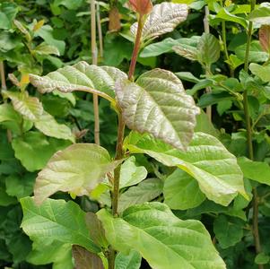 Parrotia persica Vanessa