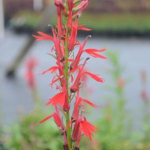 Lobelia cardinalis 