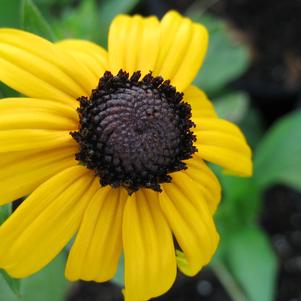 Rudbeckia fulgida Goldsturm