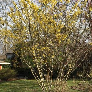 Hamamelis virginiana 