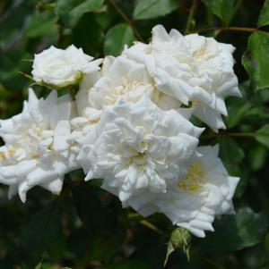 Rosa White Drift®