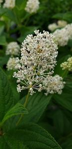 Ceanothus americanus 