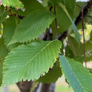 Ulmus americana Jefferson