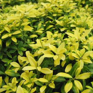 Ilex crenata 'Golden Soft Touch'