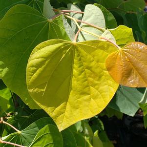 Cercis canadensis 'The Rising Sun'