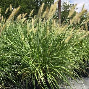 Pennisetum alopecuroides 'Cassian'