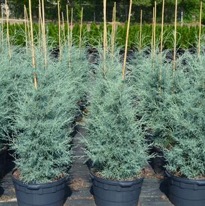 Cupressus arizonica 'Carolina Sapphire'
